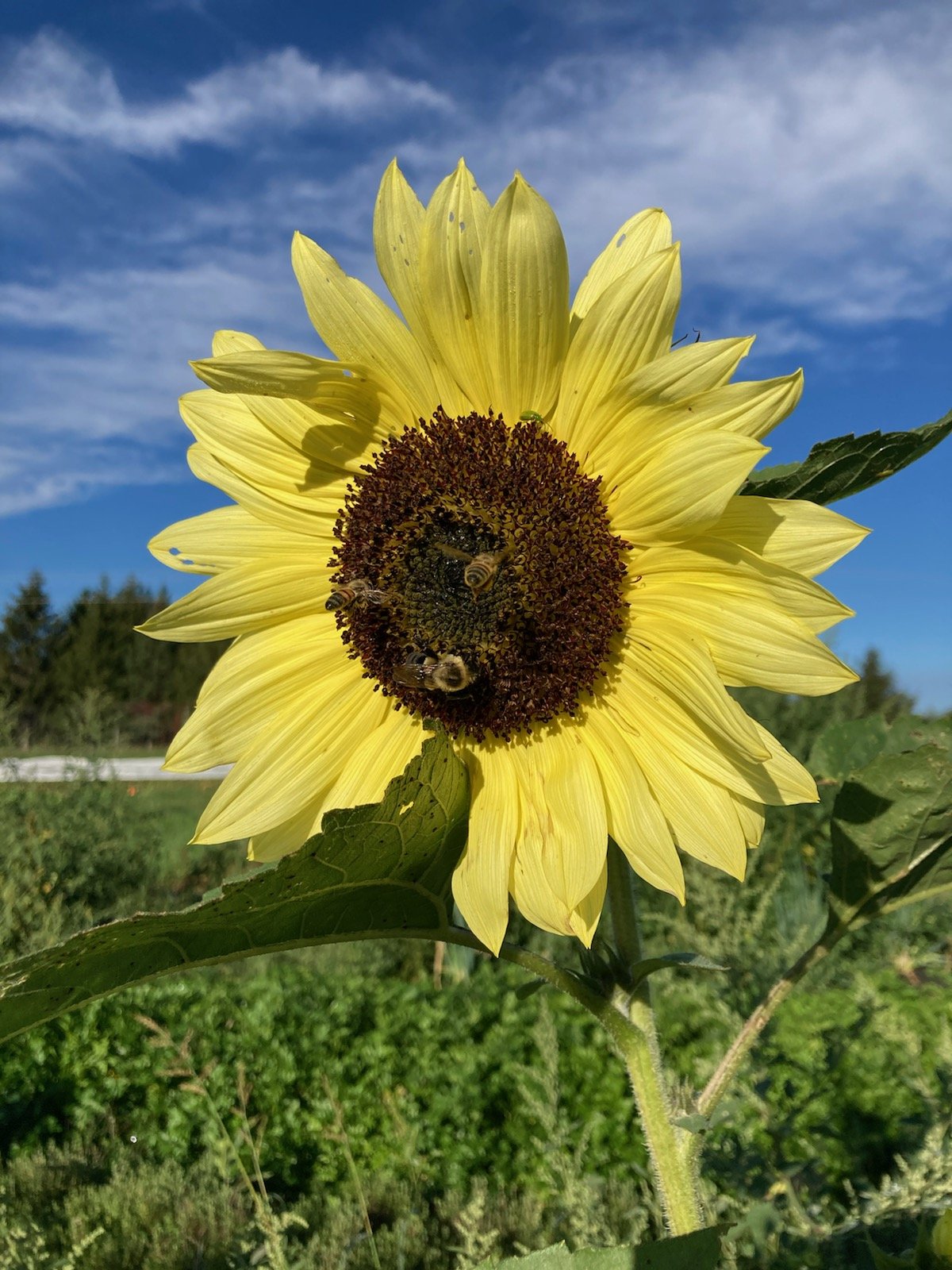 Bees on the sunny