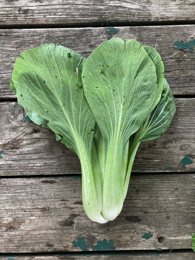 pac choi