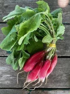 french breakfast radishes