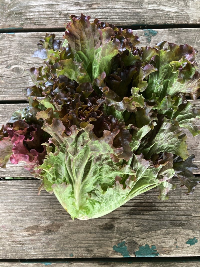 red leaf lettuce