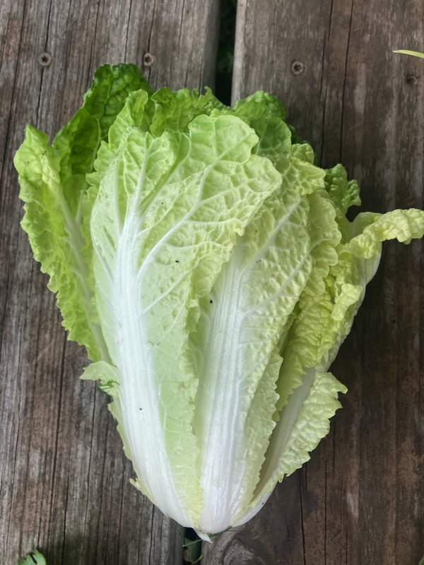 napa cabbage