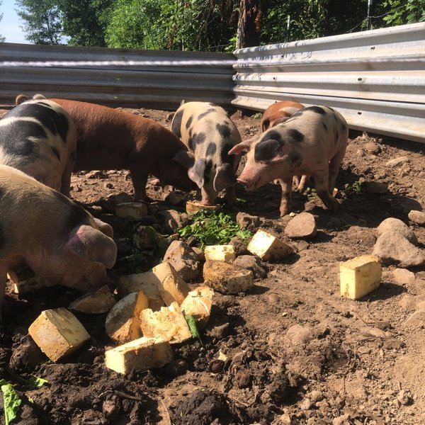  piggies enjoying the cheese that didn’t meet quality control standards 