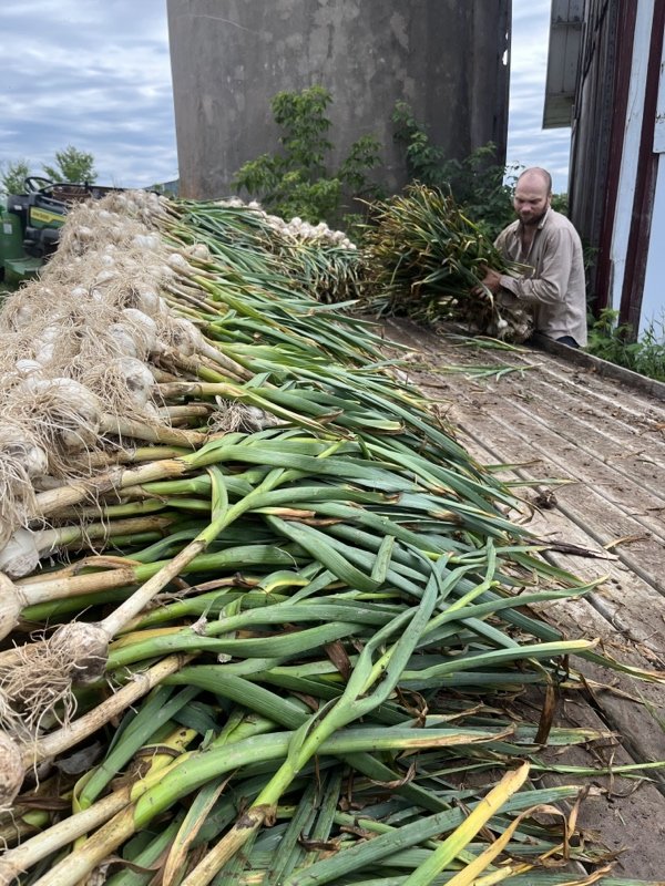  First wagon of washed garlic heading to the barn for curing 