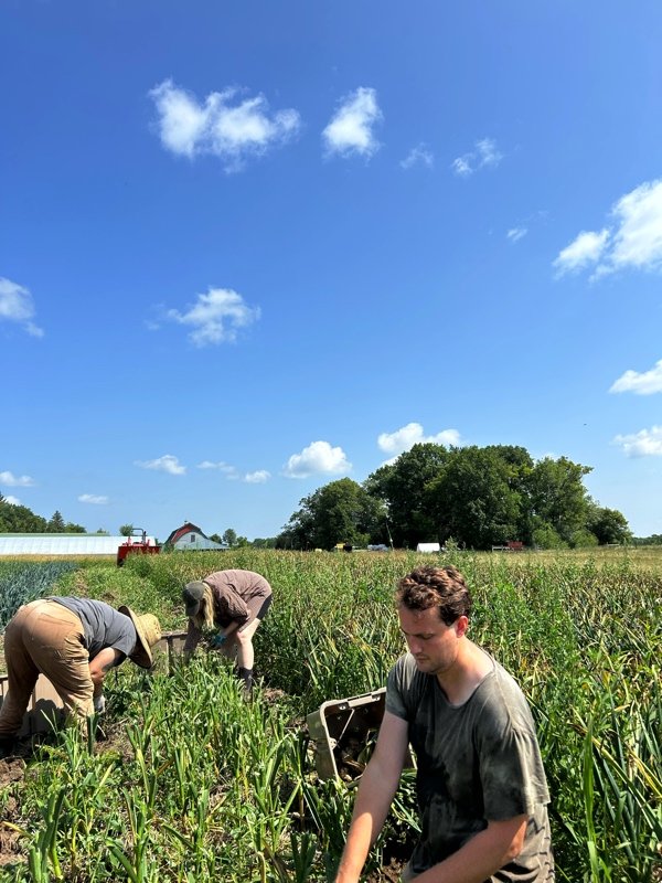  garlic harvest 