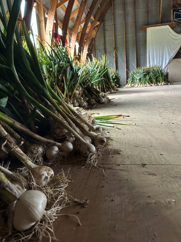  in the barn for drying 