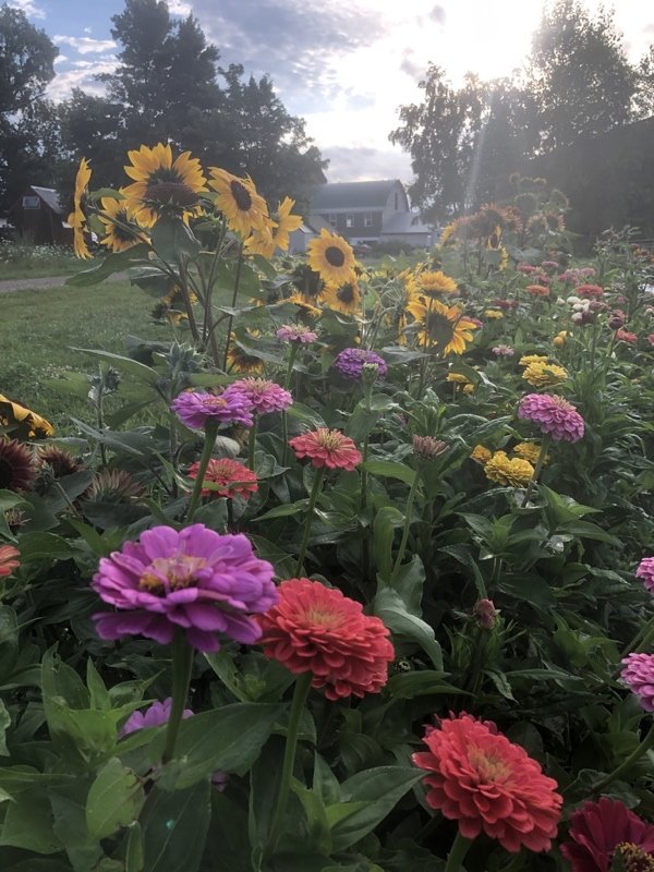  the flower bed in full glory! 