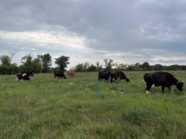  cows grazing 