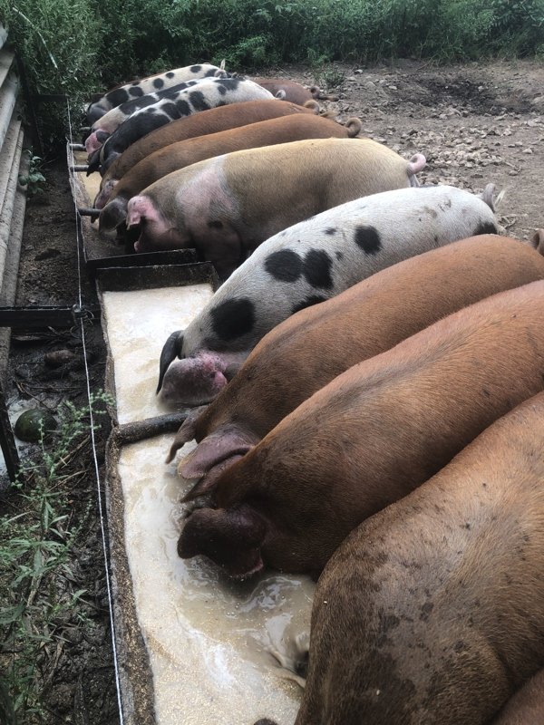  Pigs enjoying their whey 