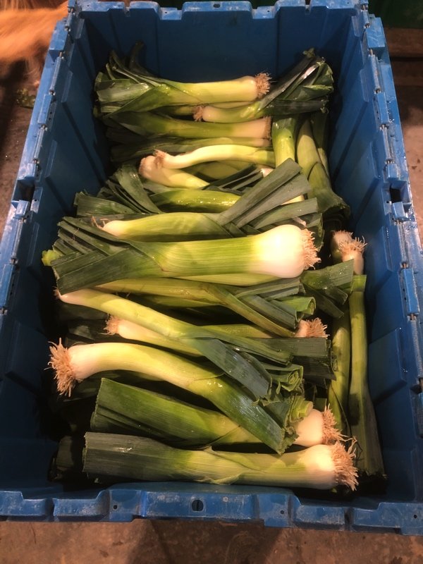  leeks! 