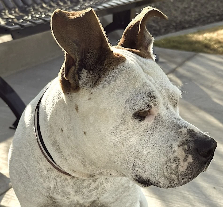Close-up of a white dog with brown ears, sitting outdoors in sunlight, looking to the right.