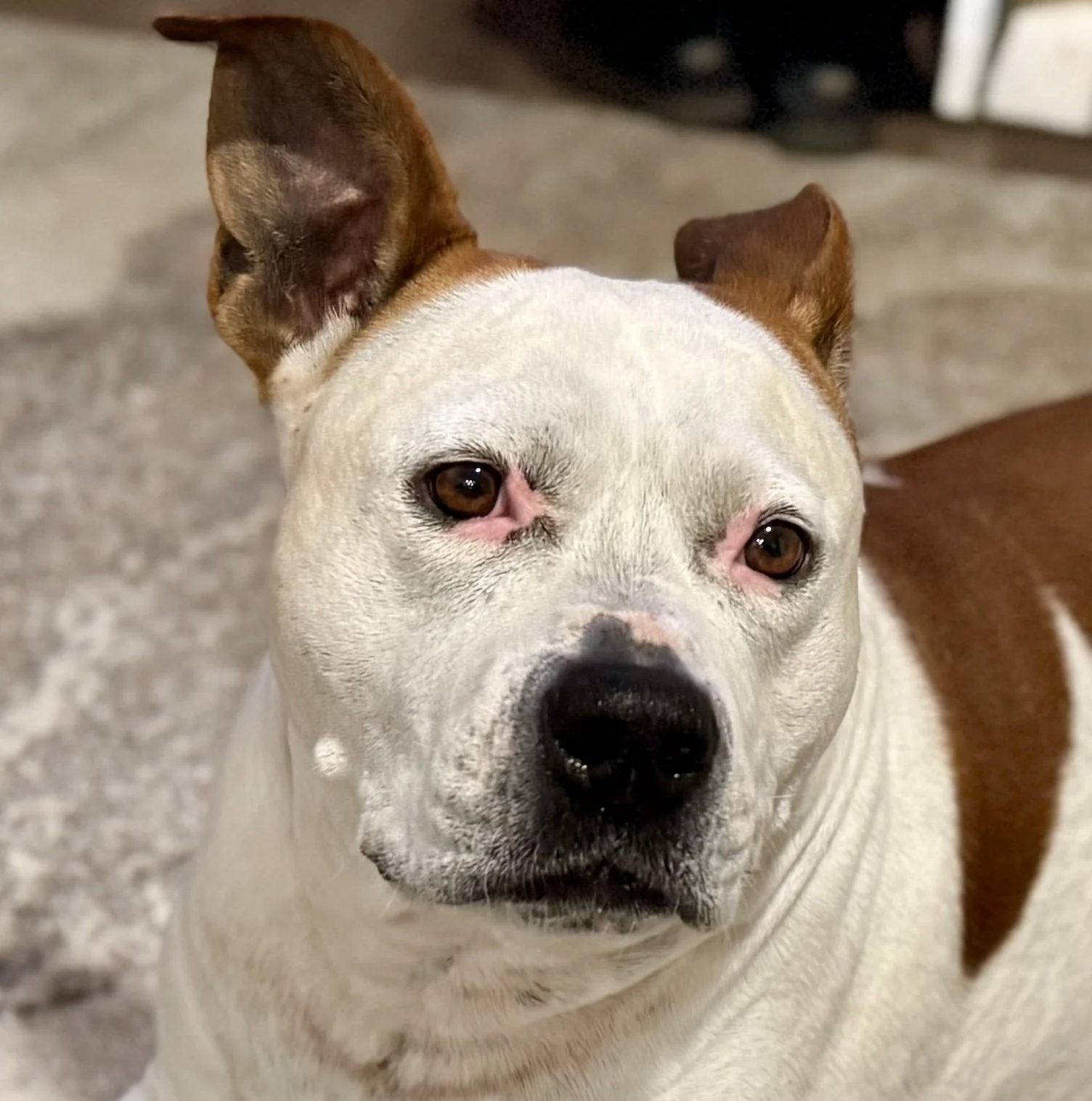 Close-up of a white and brown dog with a black nose, one ear upright, and the other partially folded, on a concrete surface.