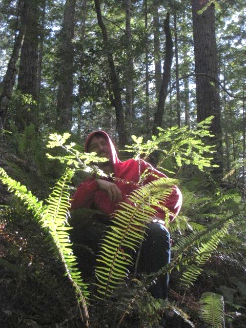 ferns.jpg