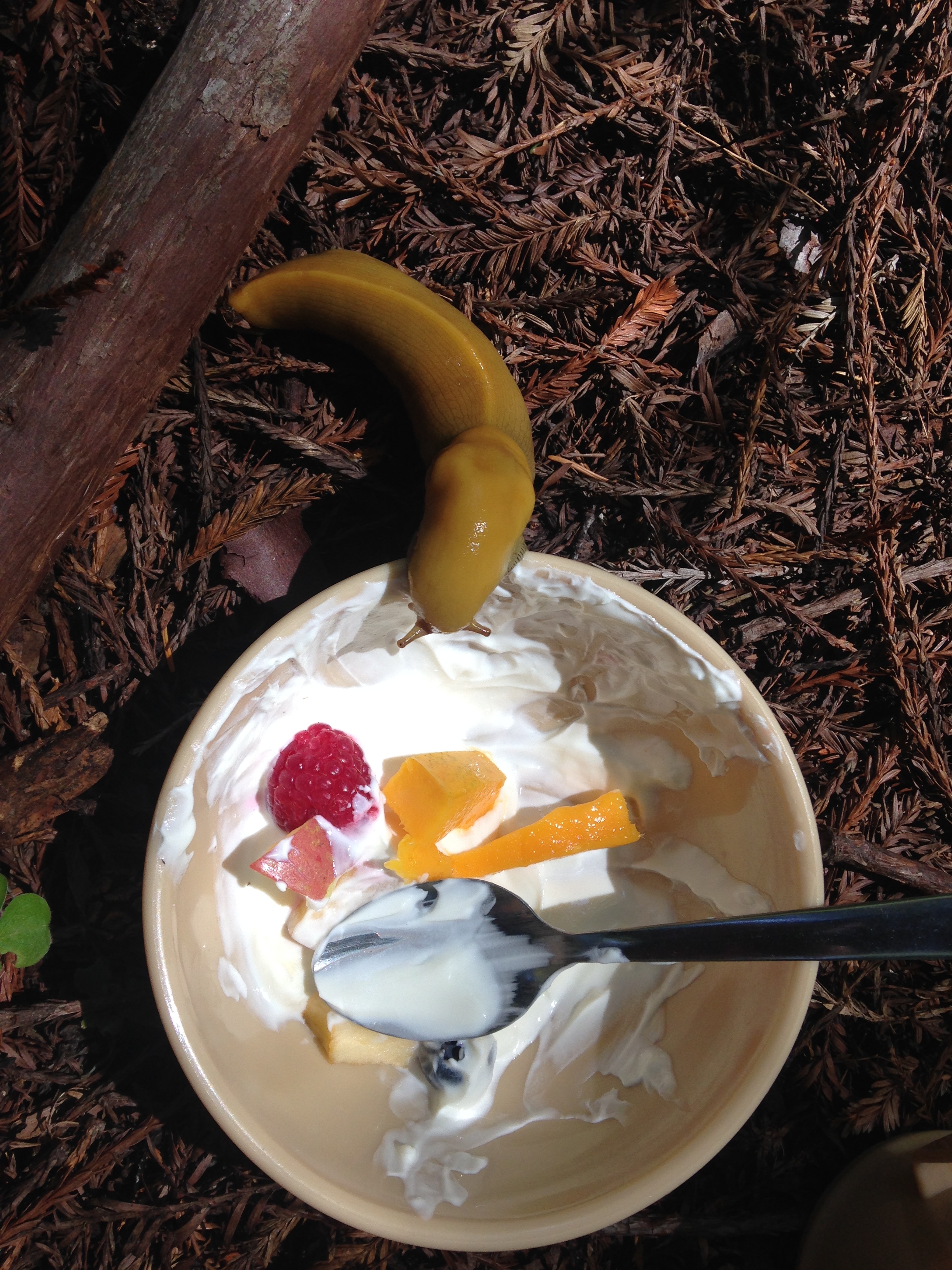 bananna slug breakfast.jpg