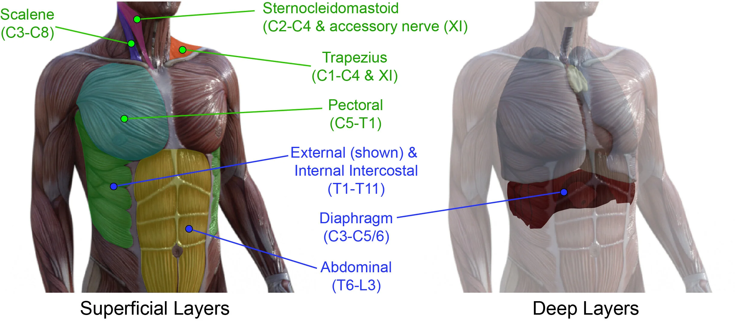 The schematic diagram above is taken from a published manuscript (Locke et al (2021) Neural Regeneration Research). The figure illustrates the muscles that can be recruited into breathing activity. Those highlighted as ‘primary respiratory muscles’