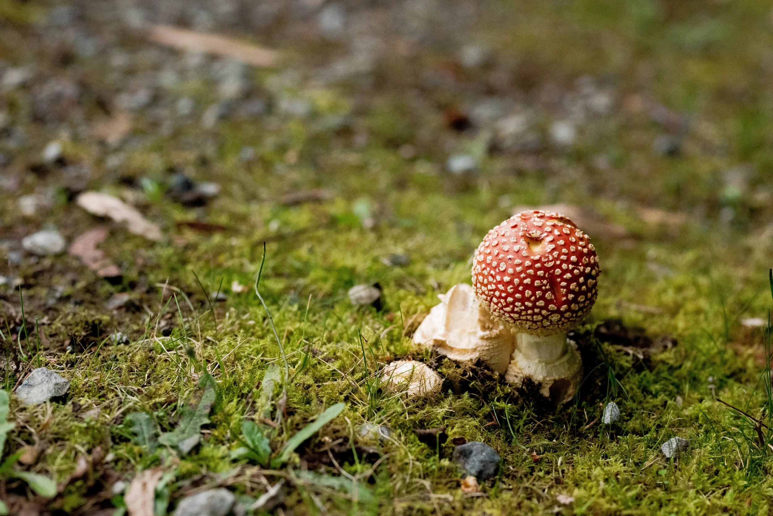 DSC_8745.jpg