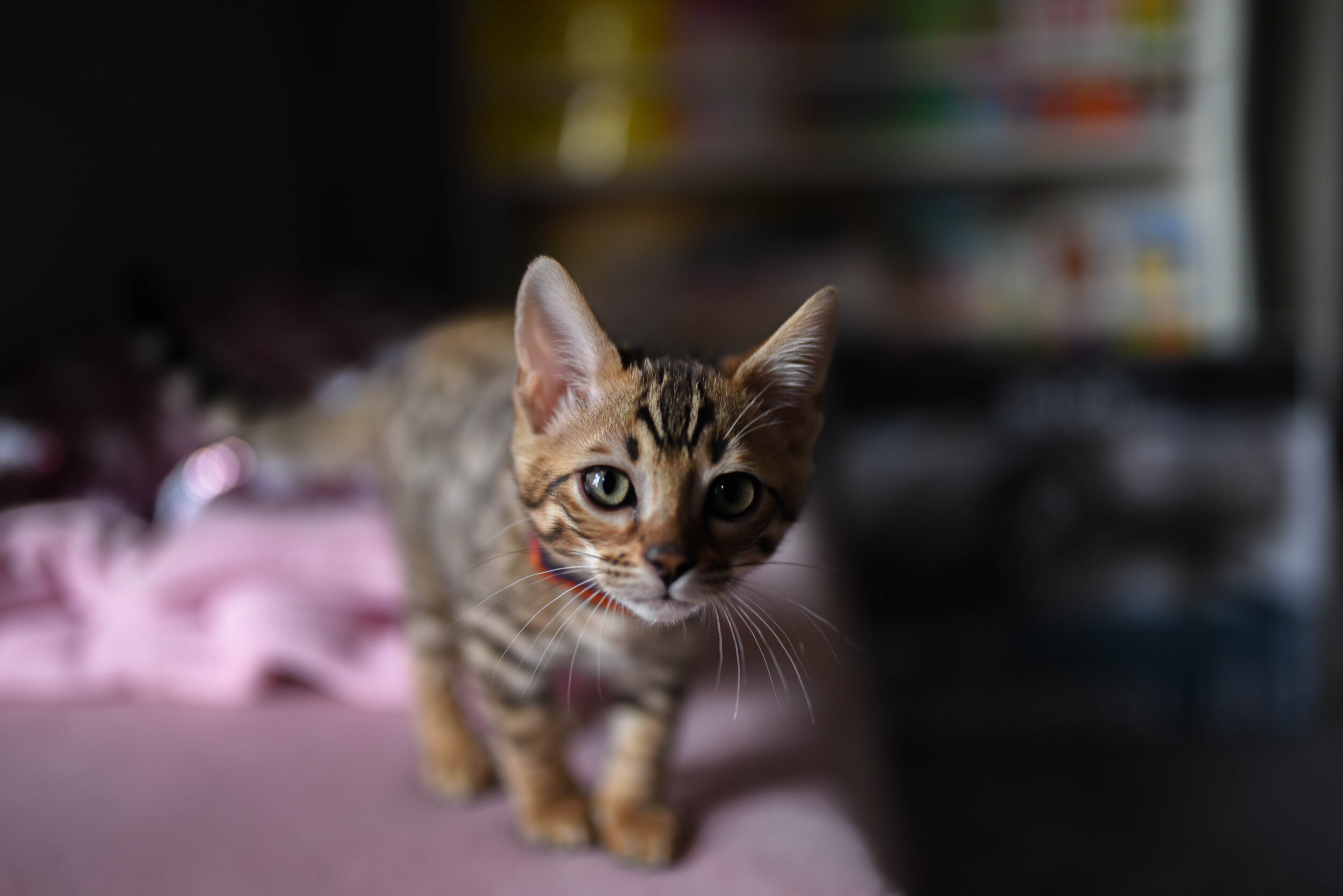 DSC_4367.jpg