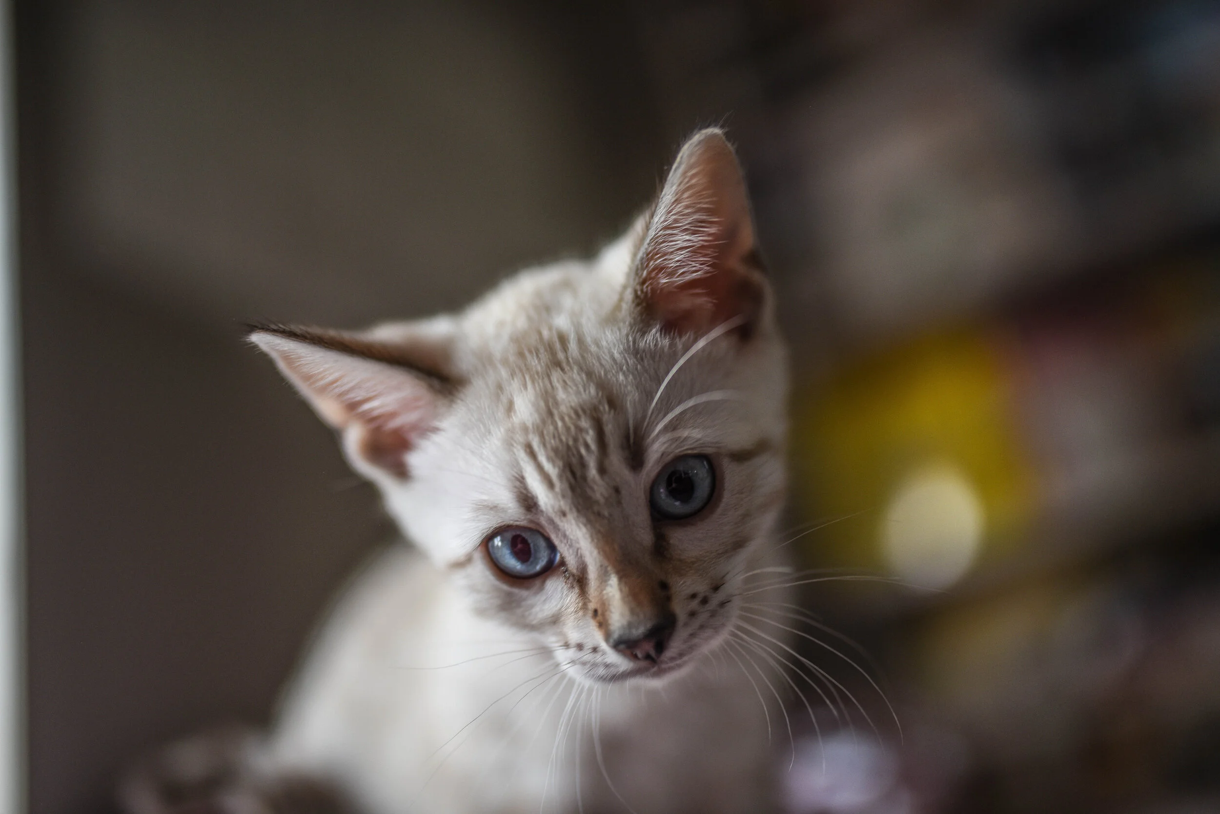 DSC_4385.jpg