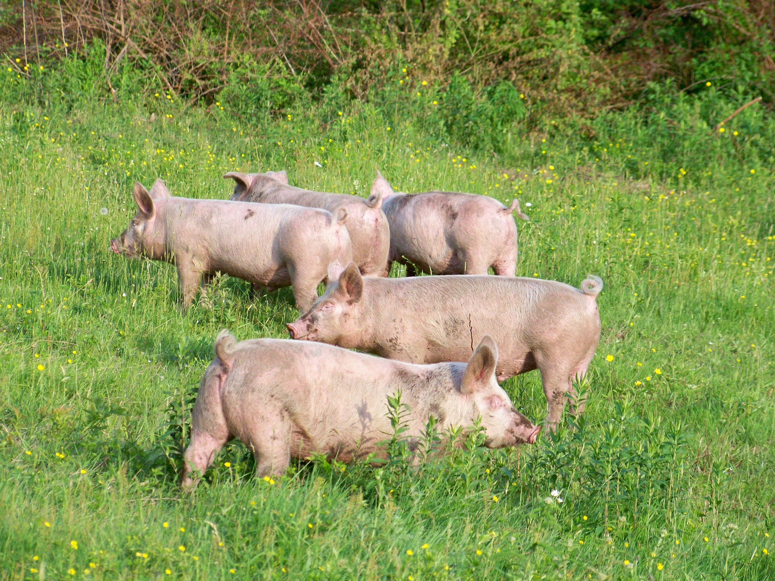 more pigs.jpg