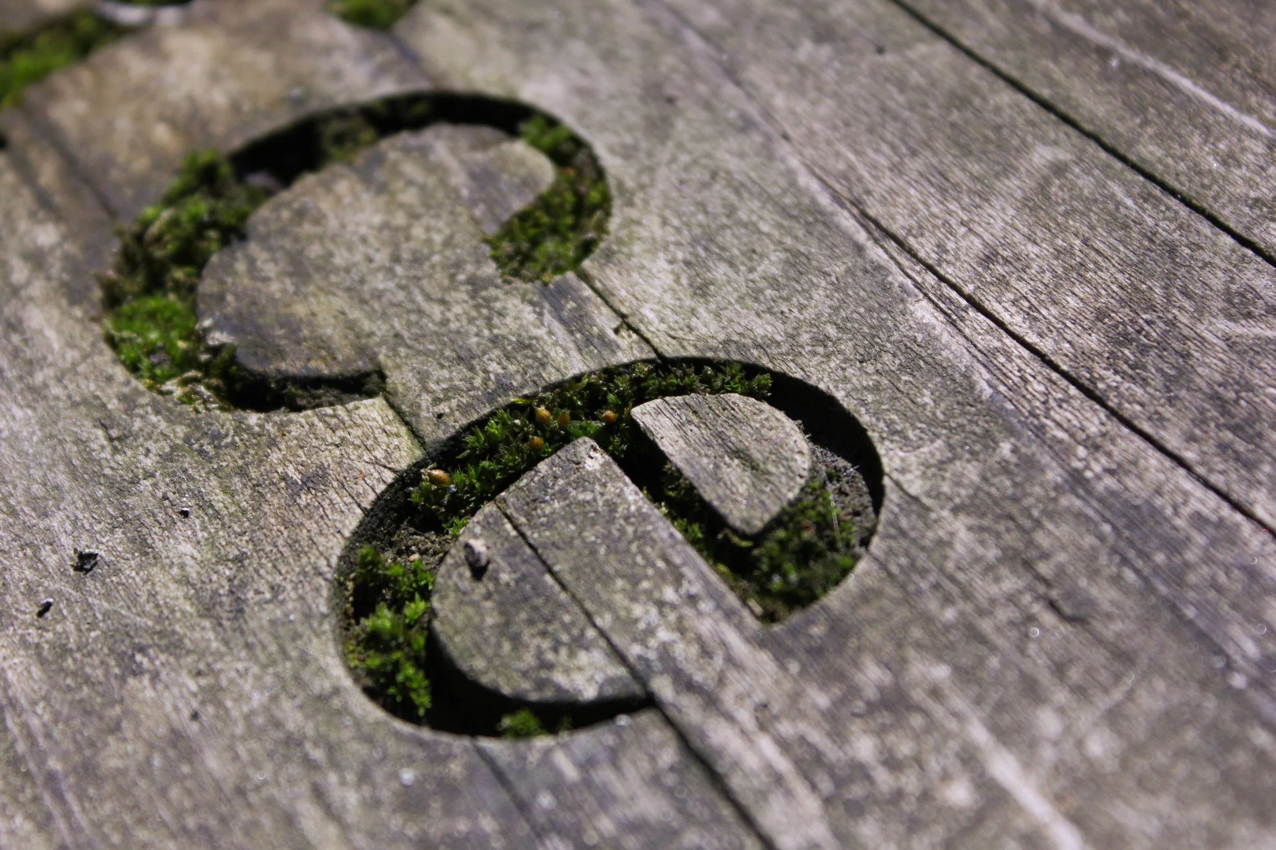 eco-typography
