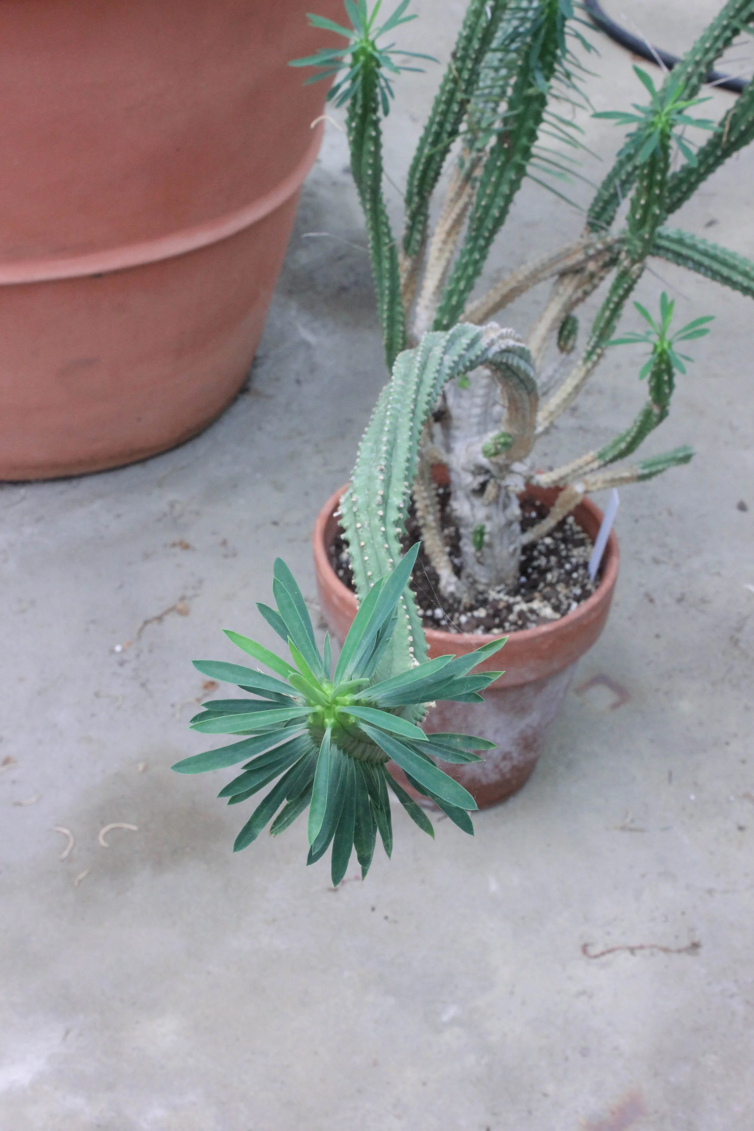 cactus-3255.jpg