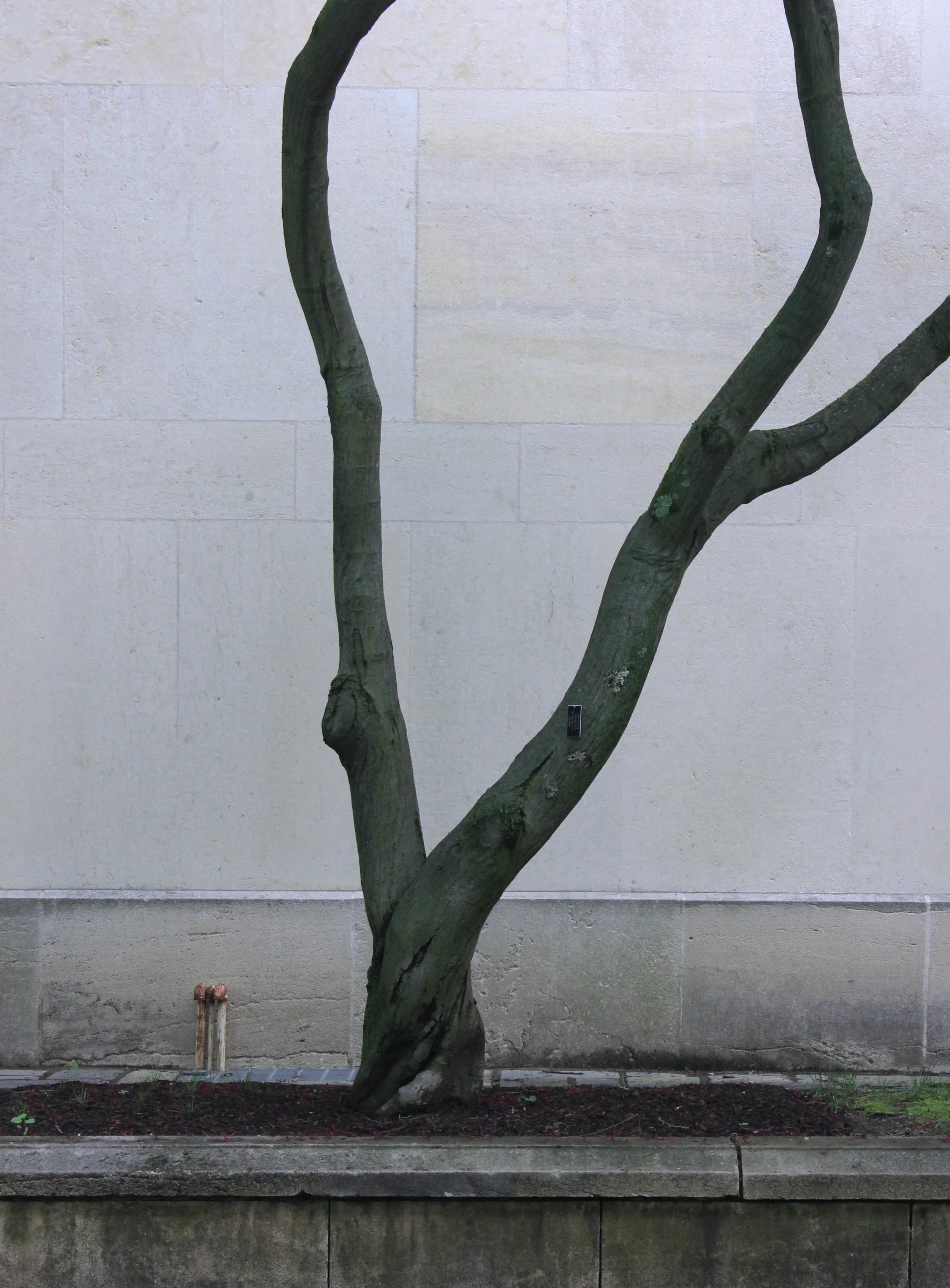 tree silhoutte-3130.jpg