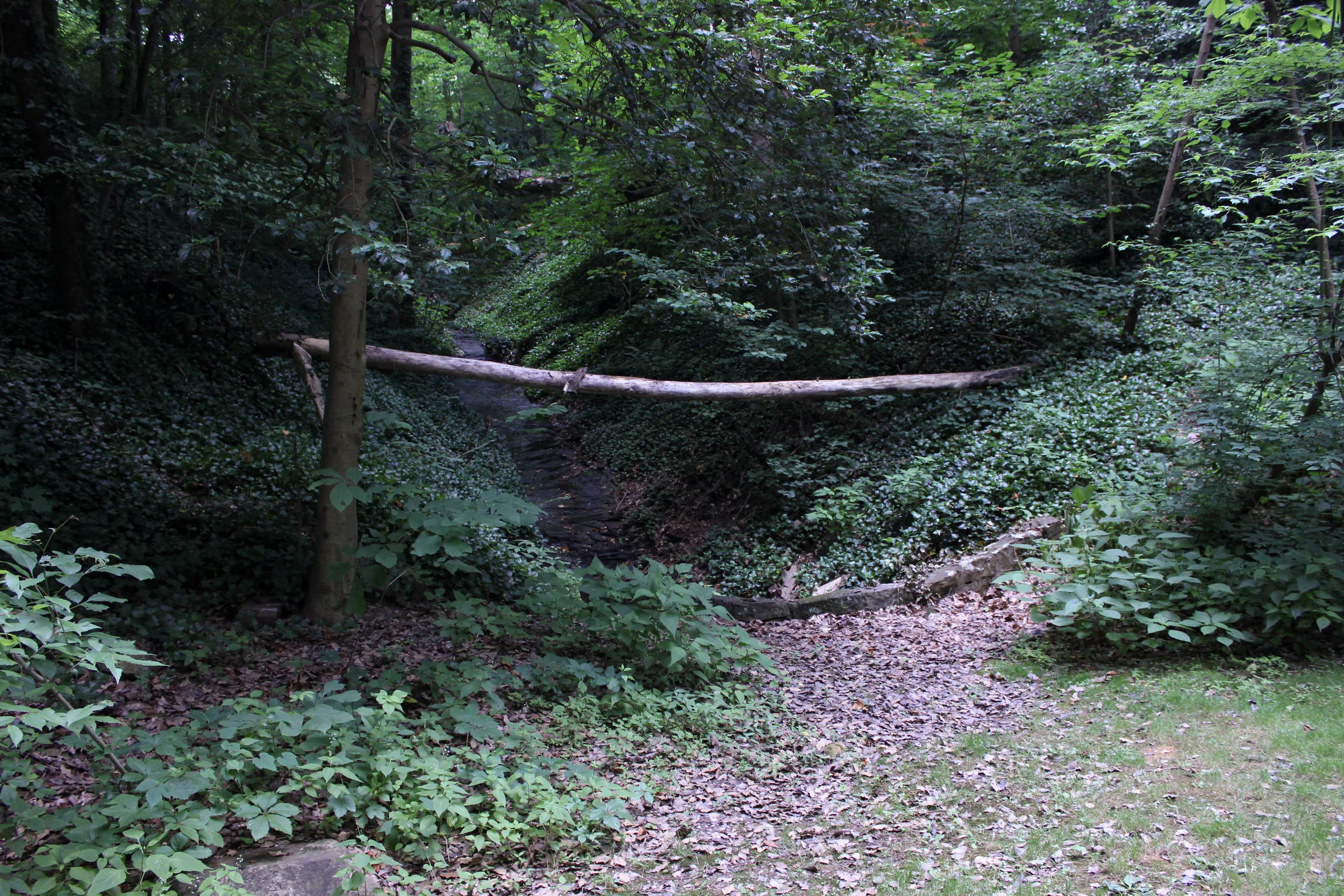 wood log-4319.jpg