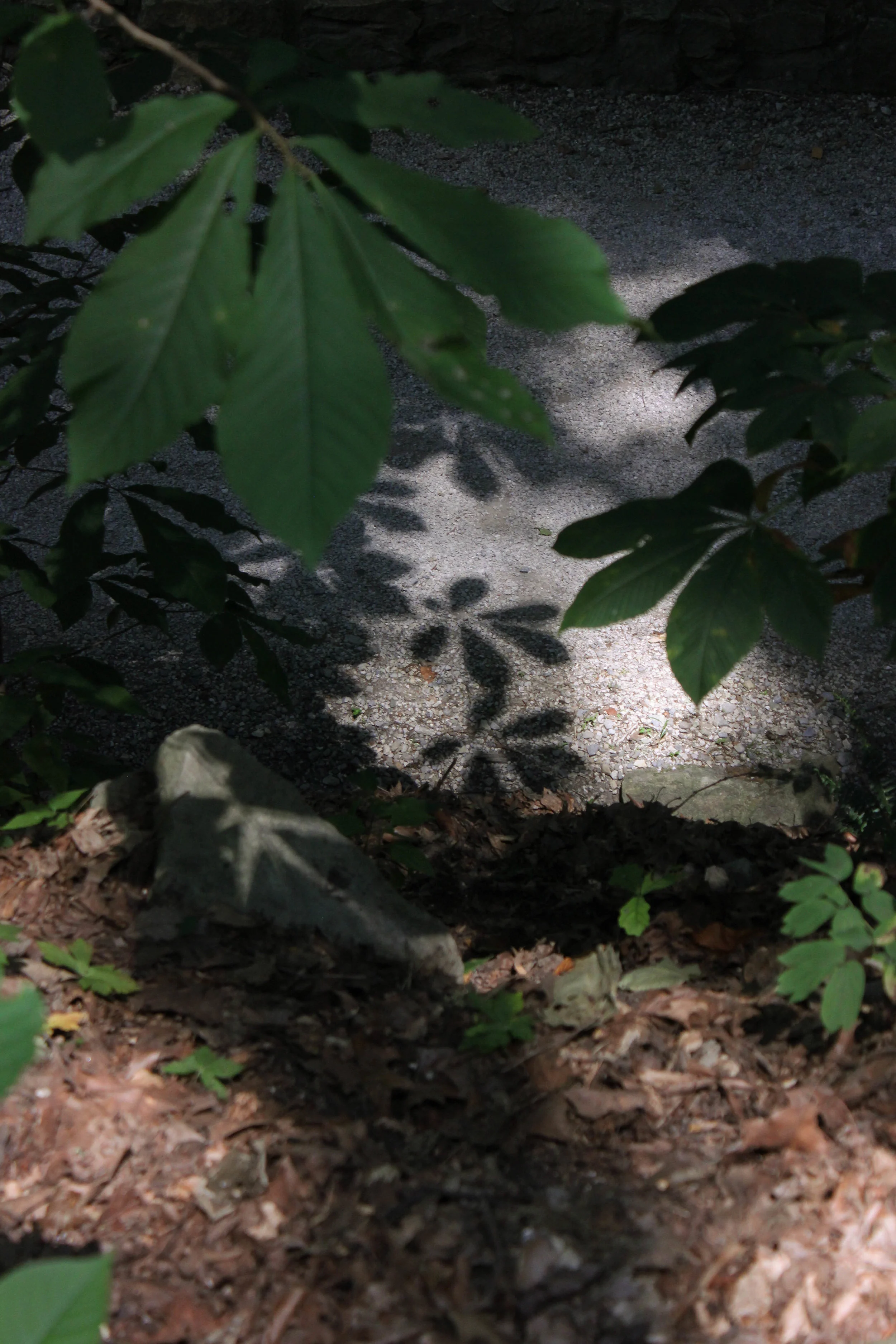 lights and leaves-4384.jpg