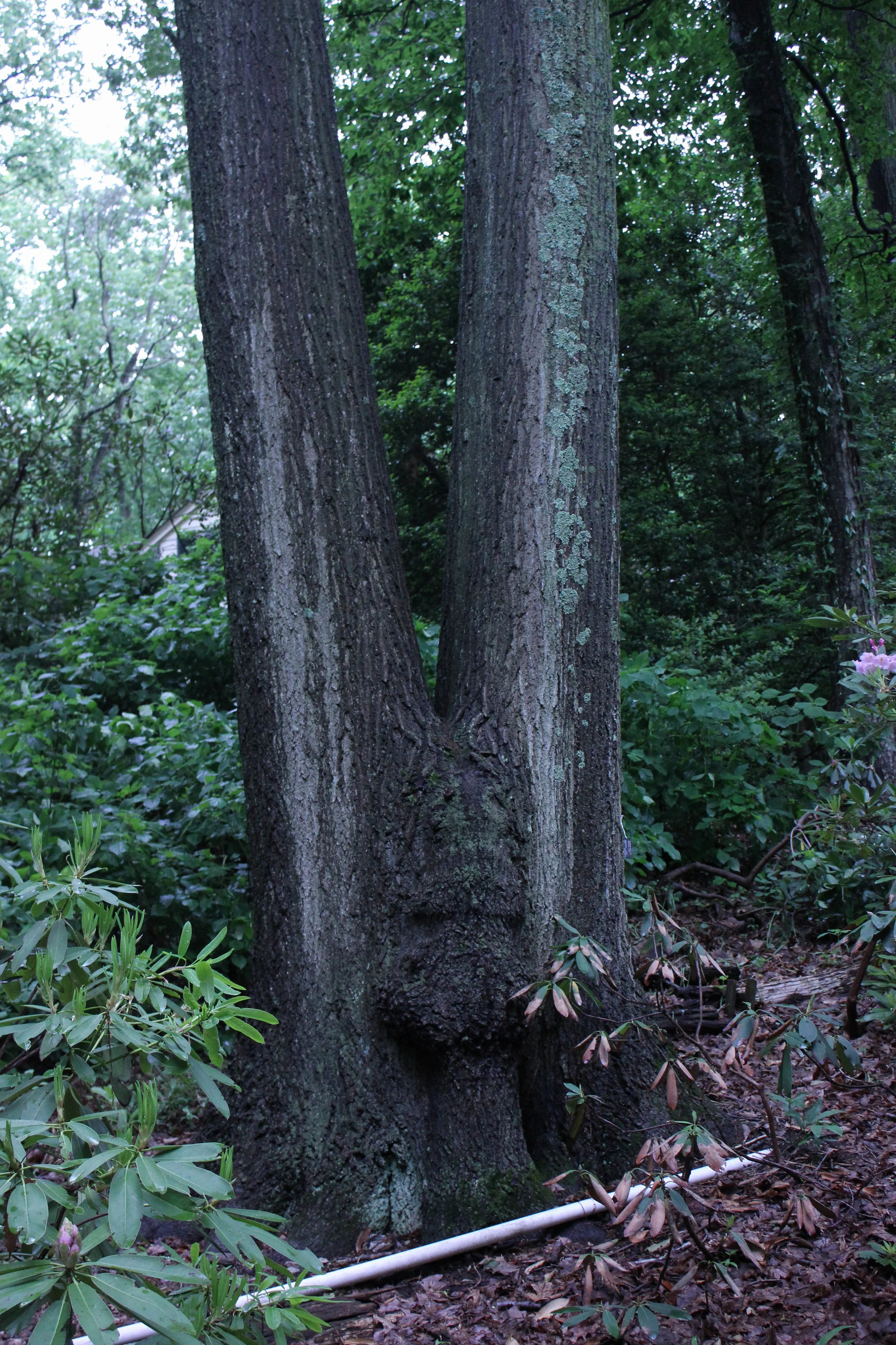 two tree-3456.jpg