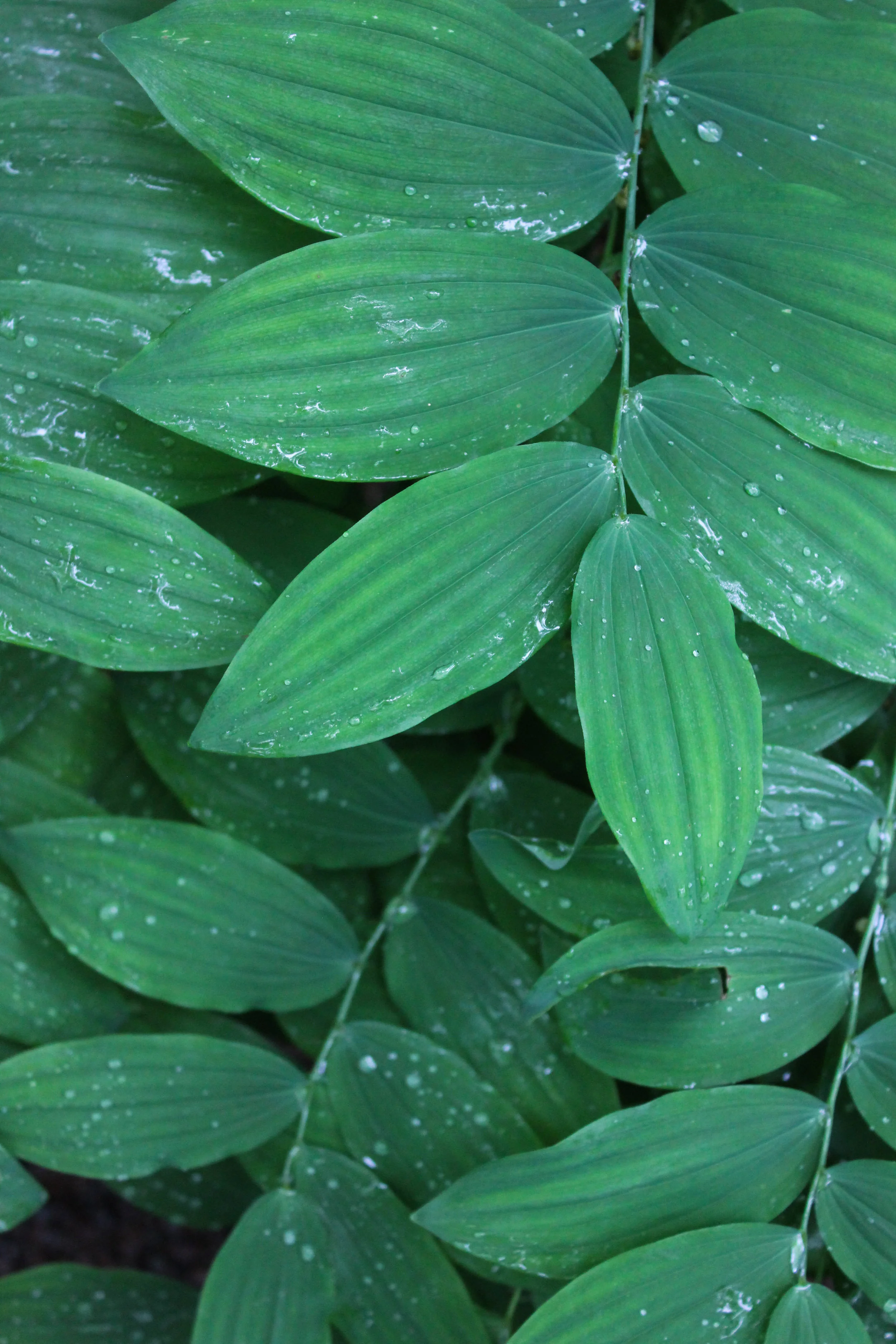 leaves-3446.jpg