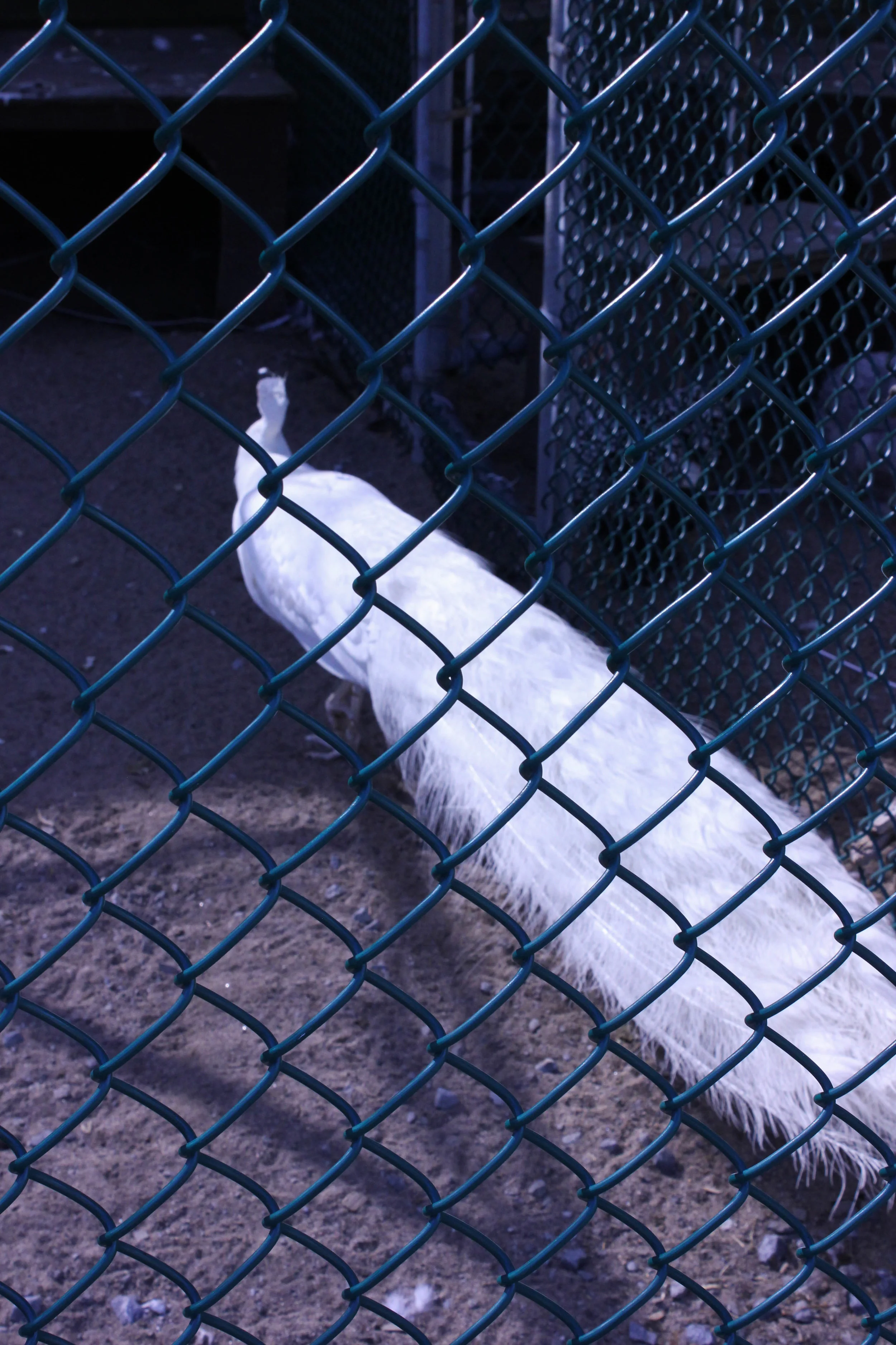 white-peacock-5855.jpg