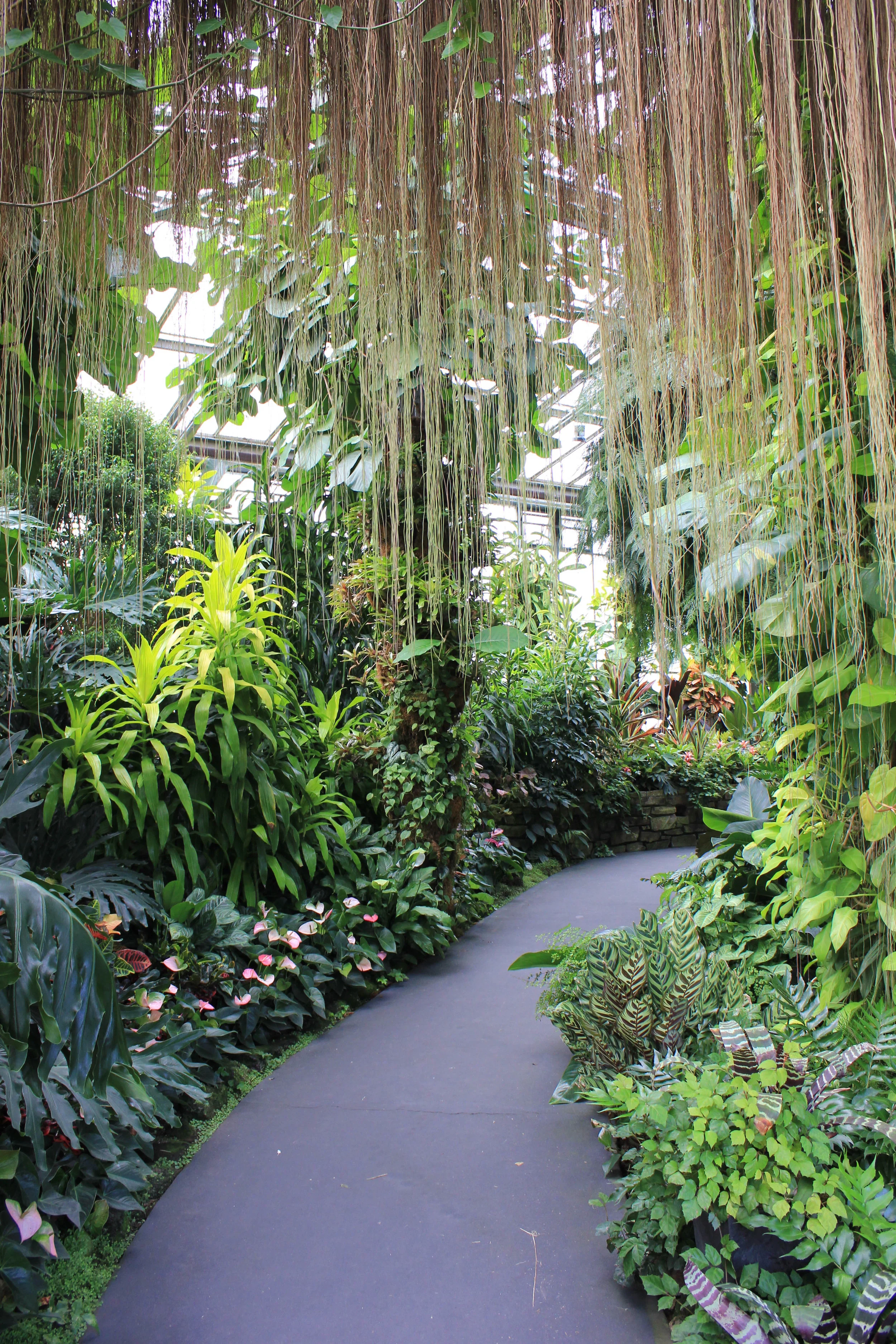 hanging vines-7117.jpg