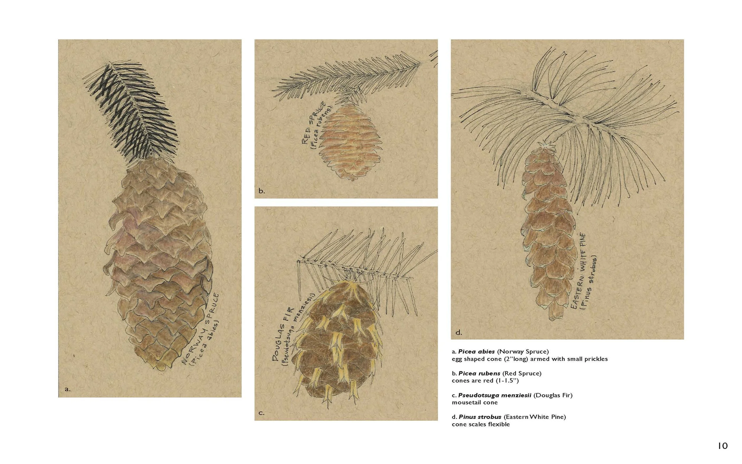 Pinecones.jpg