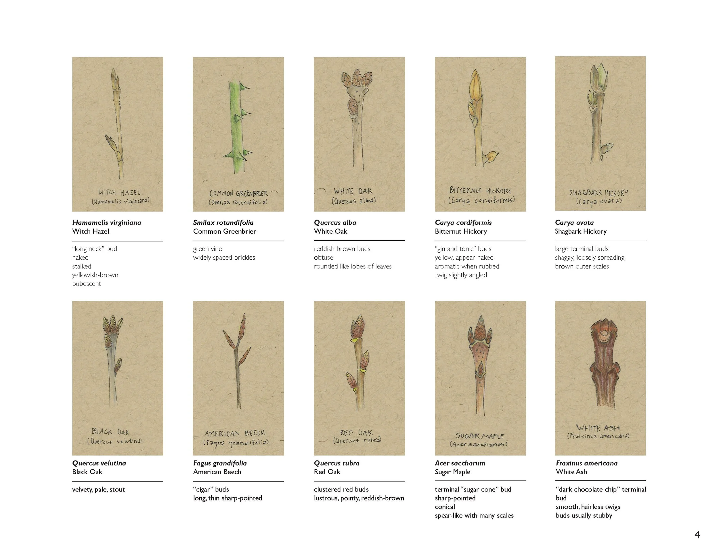 Twigs.jpg