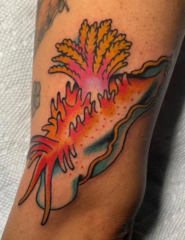 young nudibranch sea slug ocean creature.JPG