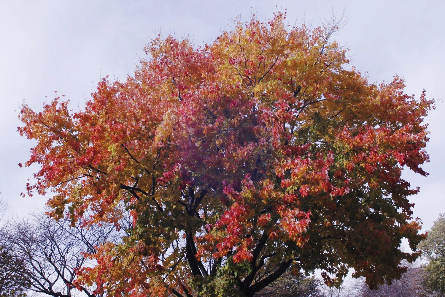 The "Micky Tree" - normal exposure.