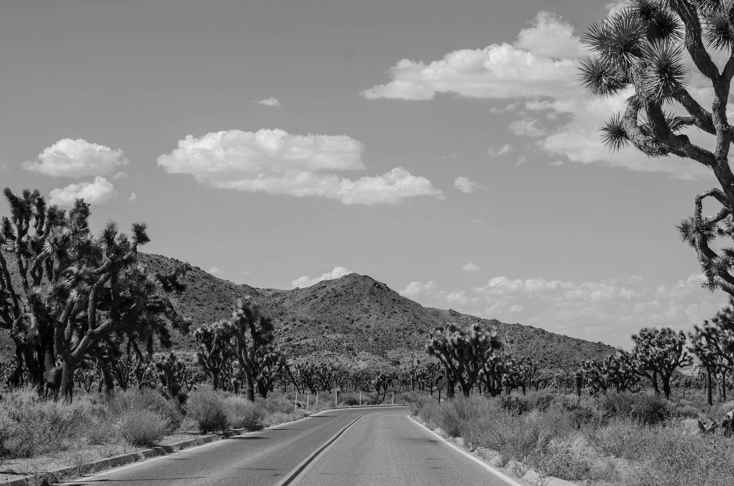JoshuaTree_large-47.jpg