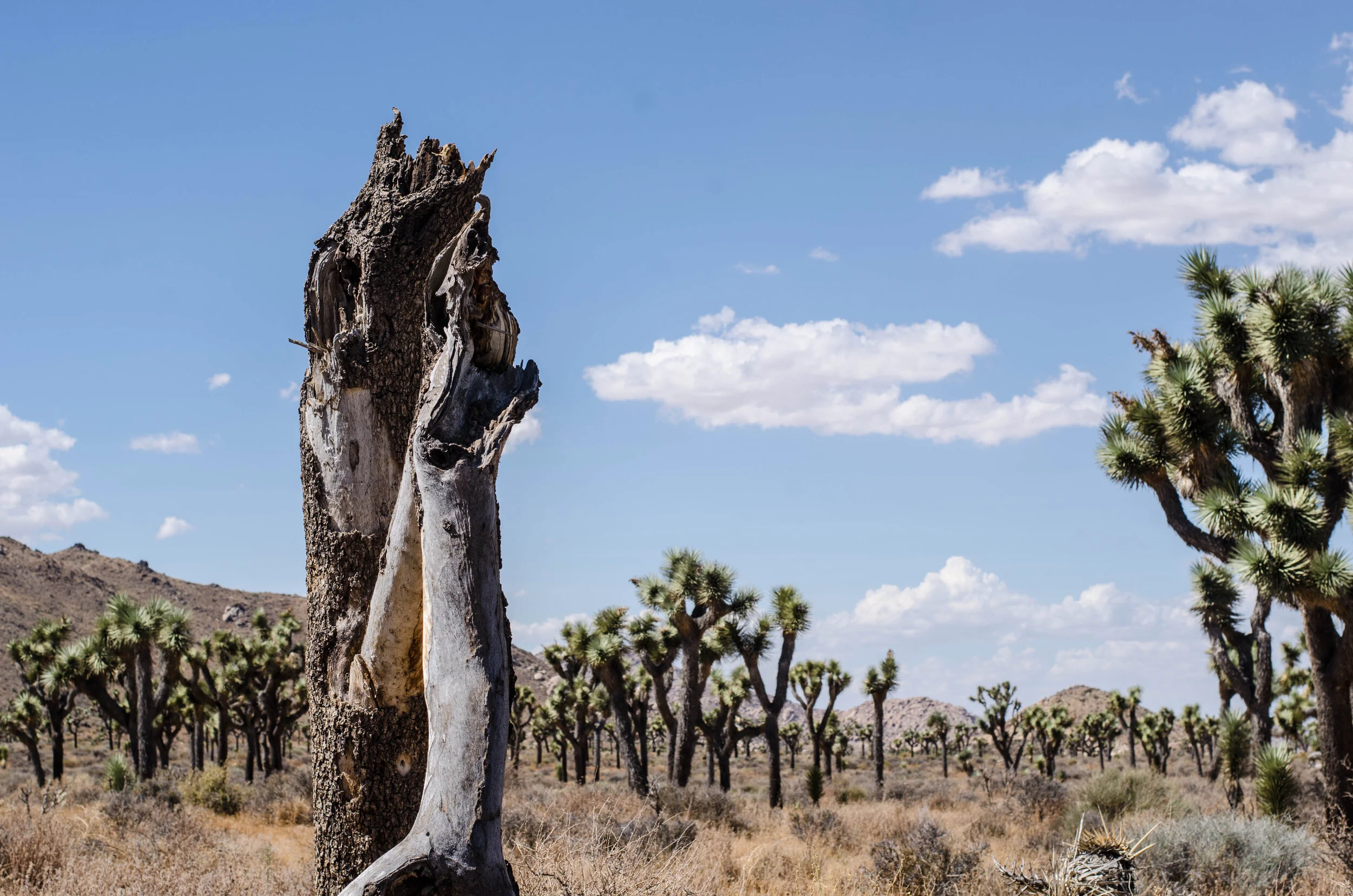 JoshuaTree_large-50.jpg
