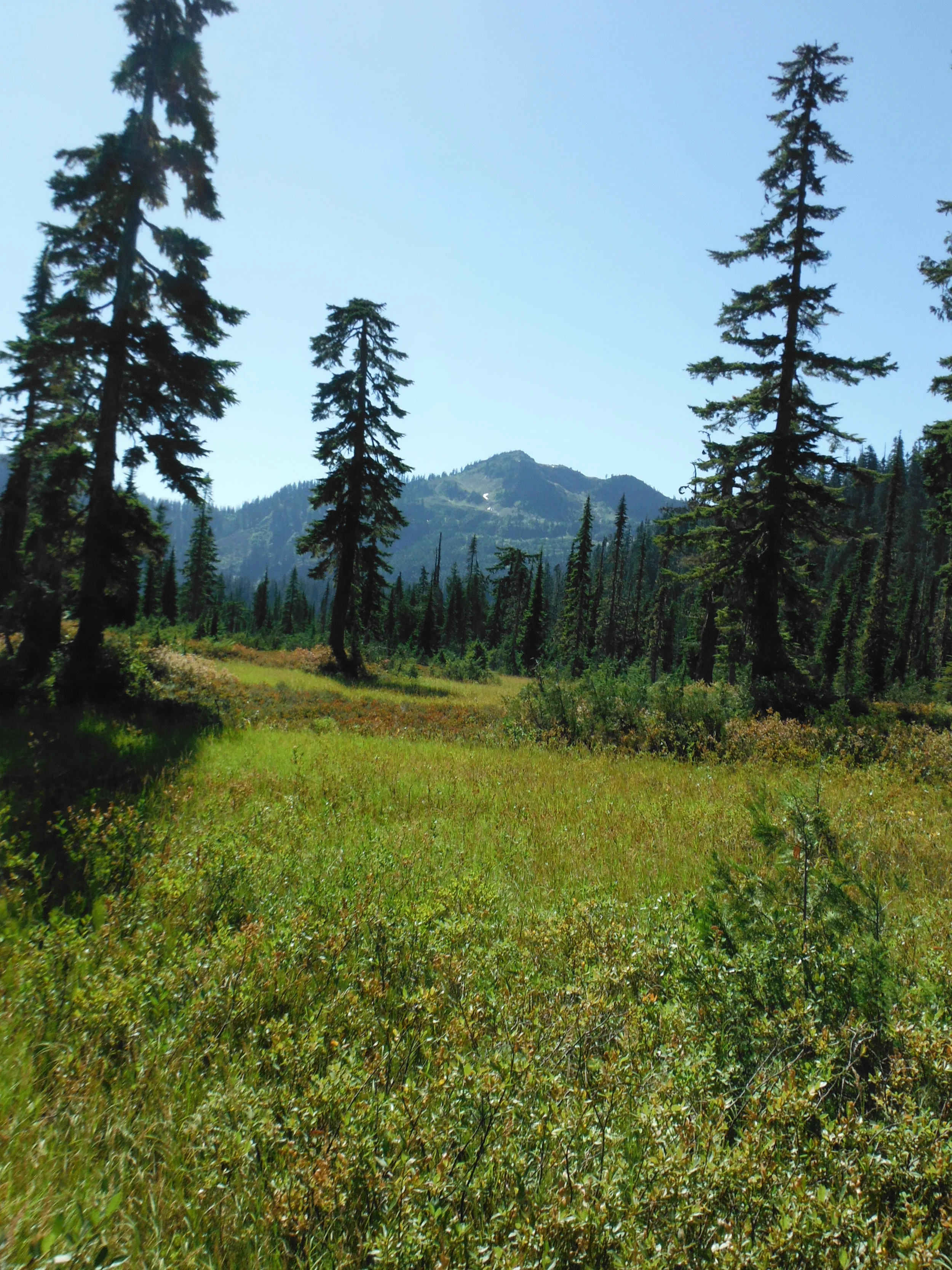 Schreibers Meadow 017.JPG
