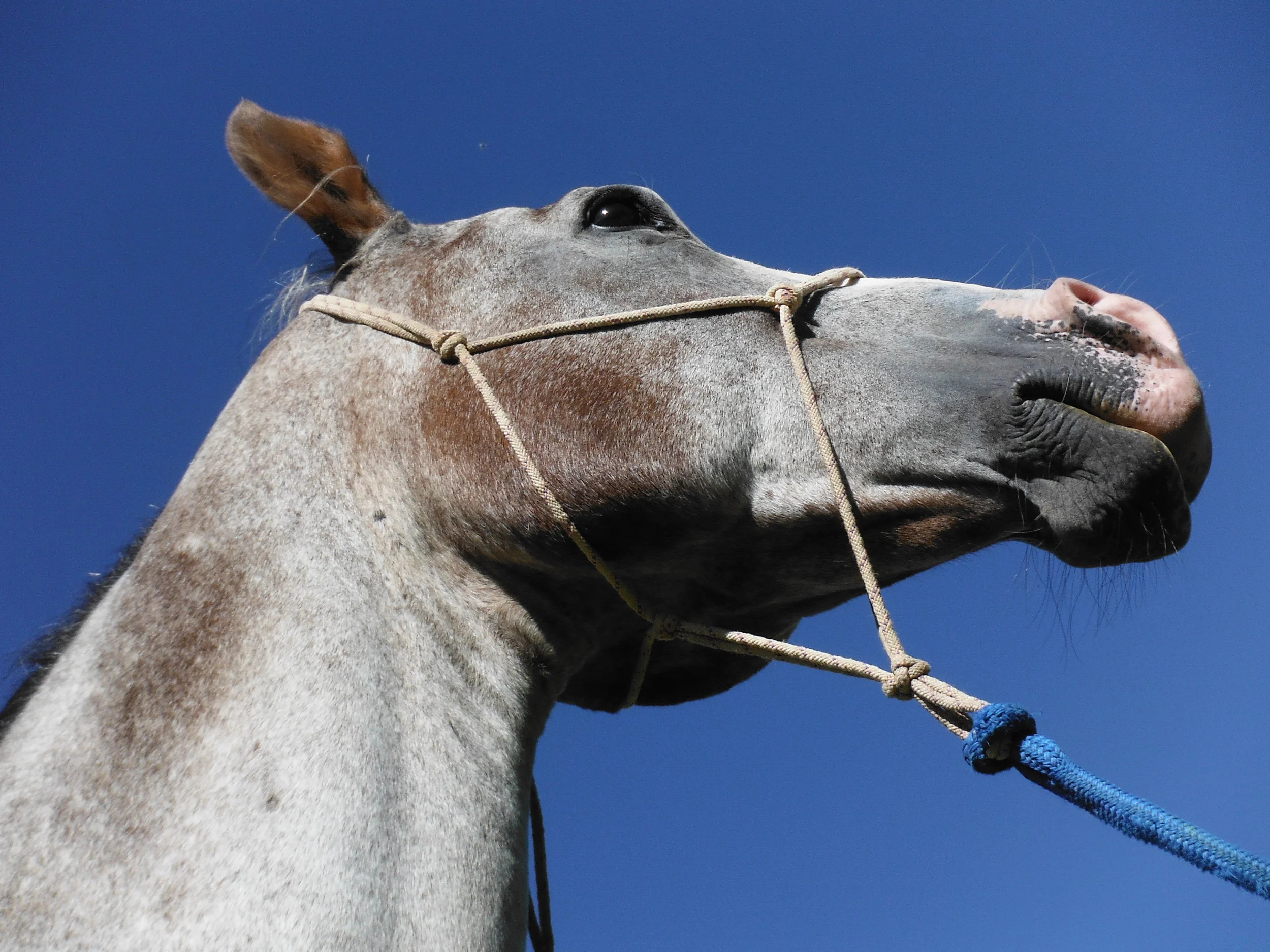 Schreibers Meadow 049.JPG