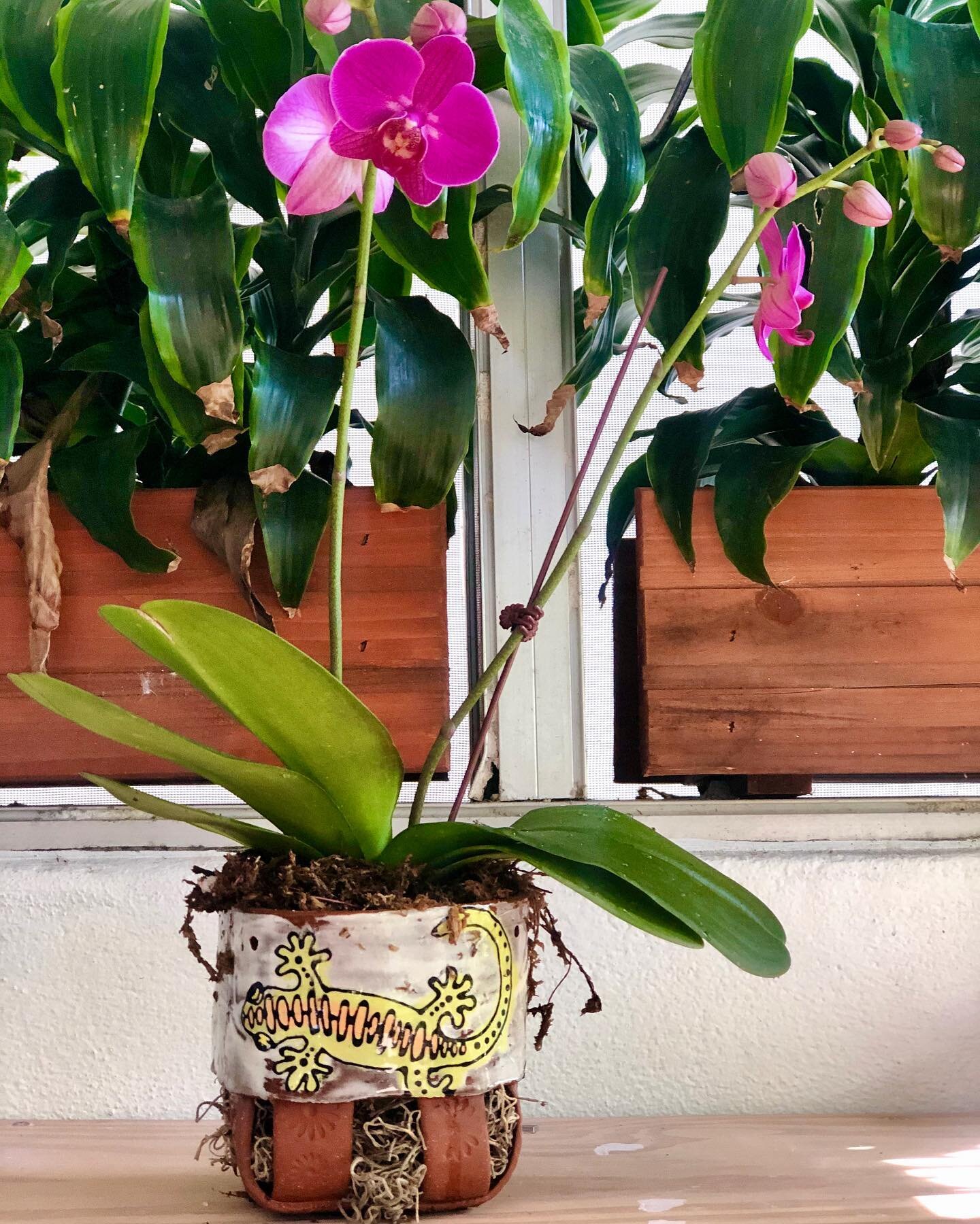 We have one Gecko and one snail hanging orchid basket still a available!
