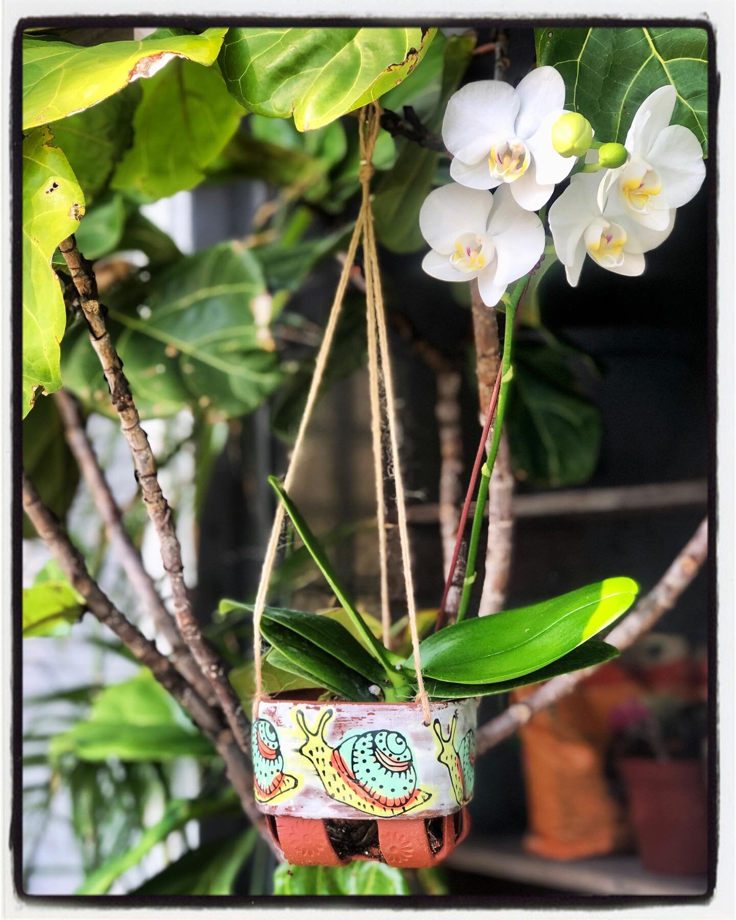 Mother Days Orchid Baskets! Check out our stories to see what&rsquo;s left! DM to purchase.
