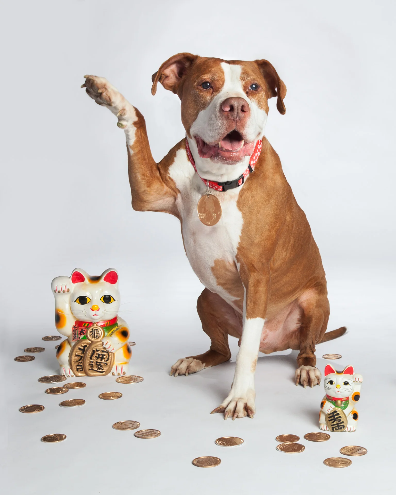 Maneki Inu Apollo.jpg