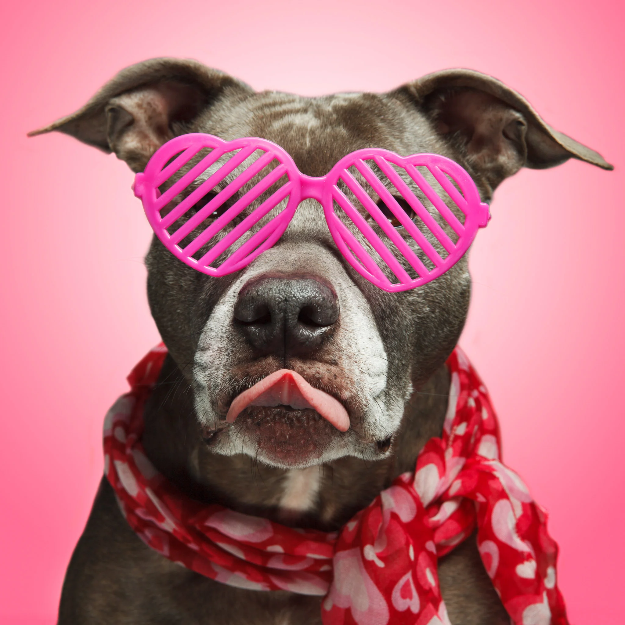 vdayblogdogs-2.jpg