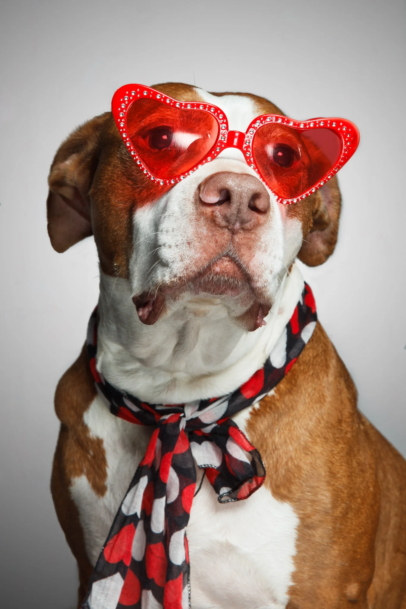 vdayblogdogs-4.jpg
