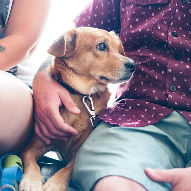 Spotted at the Lords Of Seatown skate competition yesterday. They were little nervous of the ruckus.