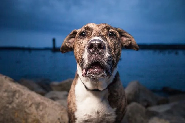 Taya looks a little confused...Like me, trying to figure out the best hashtags. :P gonna check out @hashtag_hound (kickstarter is live), looks pretty interesting! And they have a skateboarding dog mascot. These things are important...