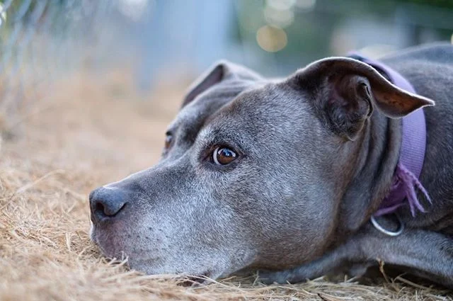 Just got some super fun new #fujifilm toys to play with for @slrlounge 😀