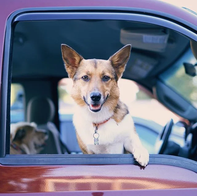 Spotted this lil buddy and his uninterested compadre waiting for their humans