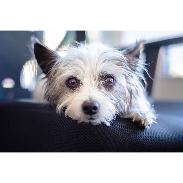 @agoodboybandit at the office! 😍