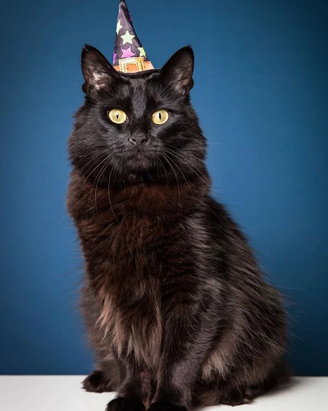 Mr. Business makes a great witch, thanks @chloetry for all your help getting this shot! Happy Halloween!👻 🎃